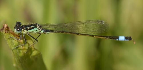 Ischnura elegans